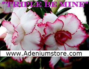 Adenium Seeds \' Triple Be Mine\' 5 Seeds